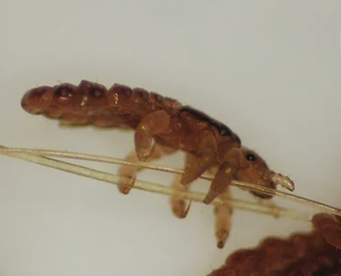 Head Louse Grabbing Two Strands of Hair